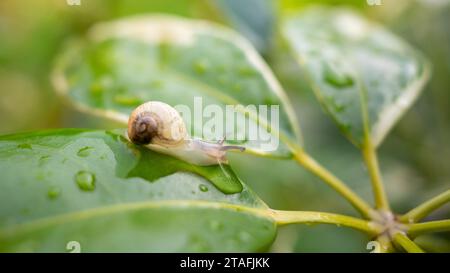 Kleine Schnecke, die auf einem nassen Blatt läuft Stockfoto