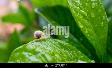 Kleine Schnecke, die auf einem nassen Blatt läuft Stockfoto