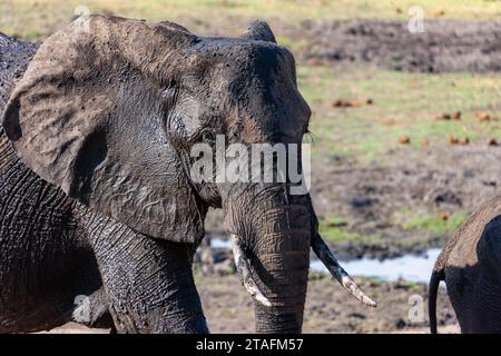 afrikanischer Elefant, der in der Savanne spaziert und im Schlamm spielt Stockfoto