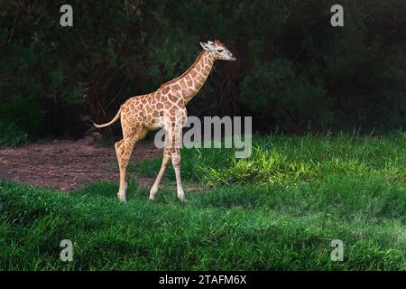 Baby Rothschilds Giraffe (Giraffa camelopardalis rothschildi) Stockfoto