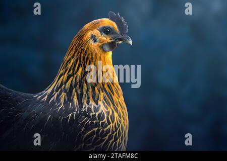 Wunderschönes schwarzes und goldenes Huhn Stockfoto