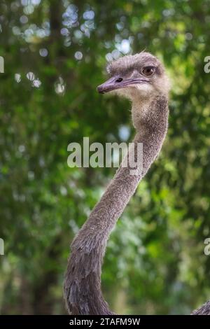 Weiblicher Straußenkopf (Struthio camelus) Stockfoto