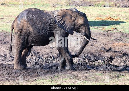 afrikanischer Elefant, der in der Savanne spaziert und im Schlamm spielt Stockfoto