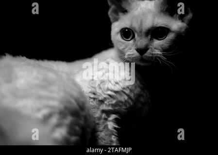 Einfarbiges Porträt einer Devon Rex Katze, Nahaufnahme Porträt einer weiblichen Katze in Schwarz-weiß, süßes Kätzchen mit schönen Augen Stockfoto