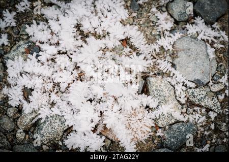 Eiskristalle, die sich an Büschen entlang der Soo River Forest Service Road in Western British Columbia in der Nähe von Whistler BC ansammeln, fließen durch den Winterwald Stockfoto