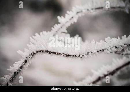 Eiskristalle, die sich an Büschen entlang der Soo River Forest Service Road in Western British Columbia in der Nähe von Whistler BC ansammeln, fließen durch den Winterwald Stockfoto