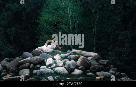 Ein Dickhornschaf mit weißem Pelz, das auf einem felsigen Hügel liegt und einen Wald im Hintergrund hat Stockfoto