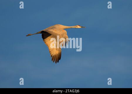 Sandhill Crane im Flug, Bernardo Wildlife Management Area, New Mexico Stockfoto