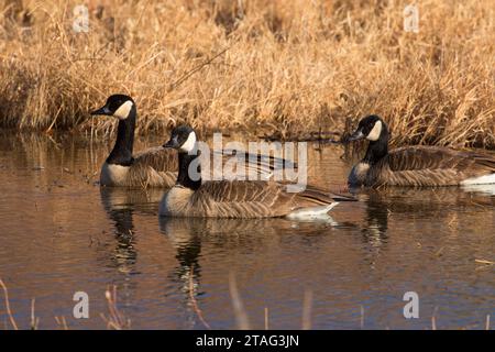 Kanada Gänse, Bosque Del Apache National Wildlife Refuge, New Mexico Stockfoto