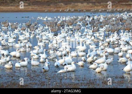 Schnee Gänse und Kanadakranichen auf Teich, Bosque Del Apache National Wildlife Refuge, New Mexico Stockfoto