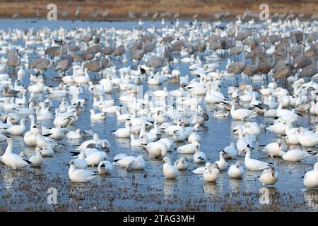 Schnee Gänse und Kanadakranichen auf Teich, Bosque Del Apache National Wildlife Refuge, New Mexico Stockfoto