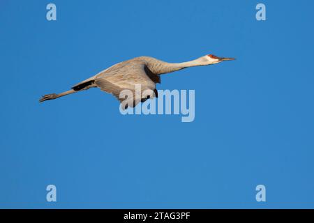 Sandhill Crane im Flug, Bosque Del Apache National Wildlife Refuge, New Mexico Stockfoto