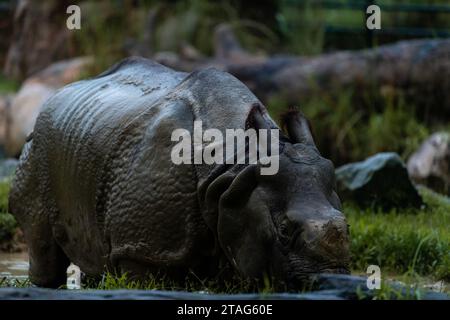 Seltene, fast ausgestorbene indische Nashörner im Zoo von Singapur während der nächtlichen Safari-Tour. Nahaufnahme des Hochformatbildes Stockfoto