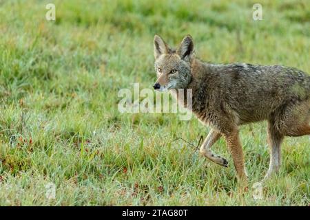 Am frühen Morgen läuft ein einsamer Kojote durch nasses grünes Gras in einem Stadtpark. Kojoten werden in städtischen Gebieten immer häufiger. Stockfoto