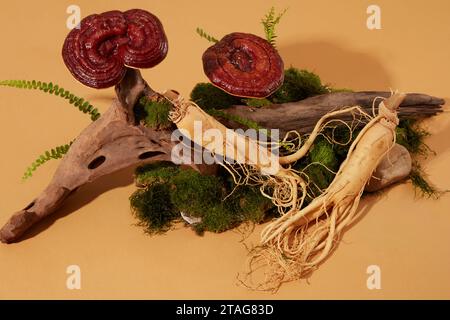 Frische Ginsengwurzeln und Lingzhi-Pilze werden neben getrockneten Zweigen mit Moos auf pastellfarbenem Hintergrund platziert. Das sind zwei wertvolle natürliche Medi Stockfoto