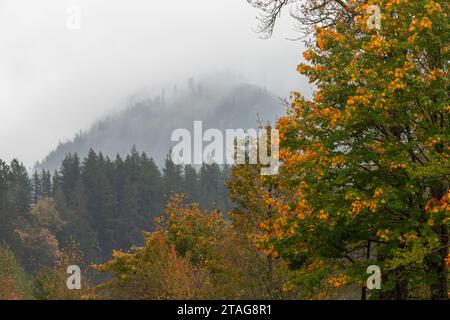 Nebliger Nebel rollt an einem Herbsttag in der Gold Bar Washington über die Hügel Stockfoto