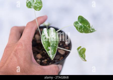 Nahfokus auf Alocasia frydek variegiert im Topf Stockfoto