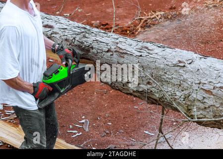 Der professionelle Holzfäller verwendet eine Motorsäge, um Bäume auf Waldflächen zu schneiden Stockfoto