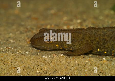 Natürliche Nahaufnahme eines männlichen chinesischen Warzenmolchs, Paramesotriton chinensis, unter Wasser Stockfoto