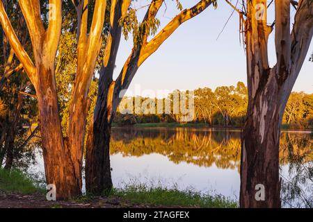Gummibäume säumen einen weiten ruhigen Fluss und Sonnenschein am frühen Morgen in St. George in Queensland, Australien Stockfoto