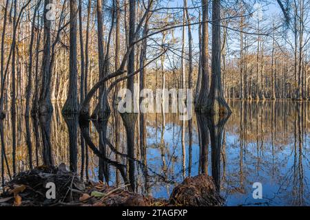 Im späten Herbst untergetauchter Wald mit kahlköpfigen Zypressen im George L. Smith State Park in Twin City, Georgia. (USA) Stockfoto