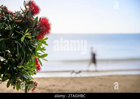 Pohutukawa Bäume in voller Blüte im Sommer, Neuseeland Weihnachtsbaum. Nicht erkennbare Leute und Hunde laufen am Strand. Stockfoto