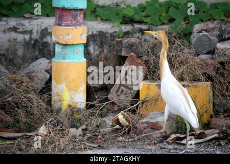 Rinderreiher (Bubulcus ibis) auf der Suche nach Nahrung : (Bild Sanjiv Shukla) Stockfoto