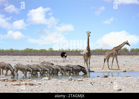 Eine Herde Zebras trinkt mit Köpfen nach unten, während zwei Giraffen aussehen Stockfoto