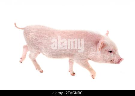 Rosafarbenes Miniaturschwein vor weißem Hintergrund Stockfoto