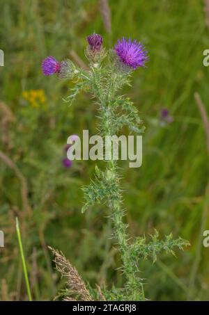 Gestrickte Histle, Carduus crispus in Blume auf dem Land, Dorset. Stockfoto