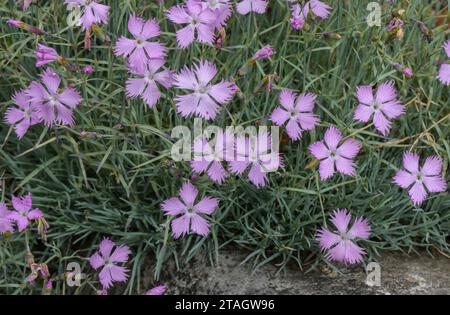 Cheddar rosa, Dianthus gratianopolitanus in Blume. Stockfoto