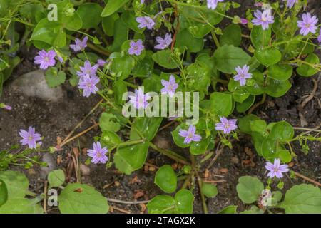 Rosa Purslane, Claytonia sibirica, in Blüte im offenen Wald. Stockfoto