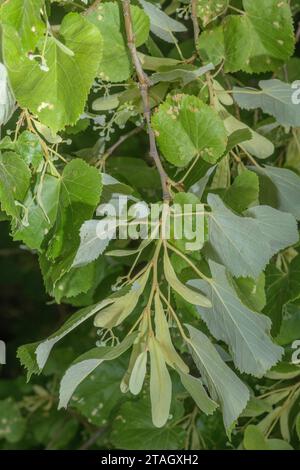 Silberlinde, Tilia tomentosa Baum, mit Blättern und Blättern. Stockfoto