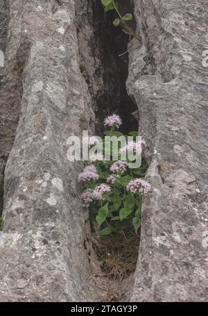 Valerian Mountain, Valeriana montana, blühend auf einem Kalksteinkliff, Pyrenäen. Stockfoto