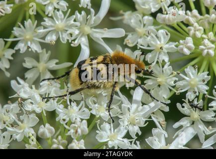 Eurasischer Bienenkäfer, Trichius fasciatus, ernährt sich von Hogweed-Blüten. Stockfoto