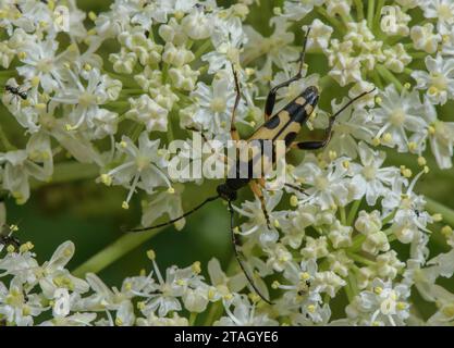 Schwarz-gelbes Longhorn, Rutpela maculata, Käfer fressen sich an Hogweed-Blüten. Stockfoto