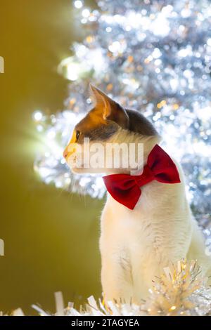 Feiern Sie Weihnachten mit einer weißen Katze, die mit einer roten Schleife gefesselt ist. Wohndekoration, Geschenke, Gebete, warme Inneneinrichtung. Stockfoto