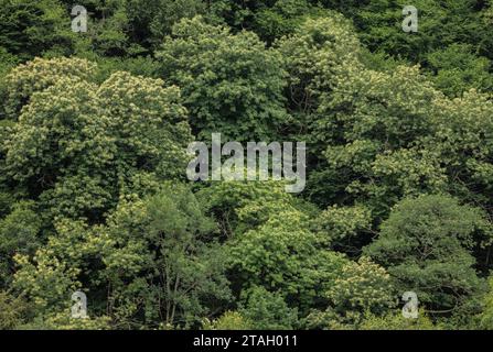 Süße Kastanie, Castanea sativa, blühende Bäume im Wald, französische Pyrenäen. Stockfoto