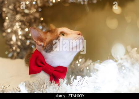 Feiern Sie Weihnachten mit einer weißen Katze, die mit einer roten Schleife gefesselt ist. Wohndekoration, Geschenke, Gebete, warme Inneneinrichtung. Stockfoto
