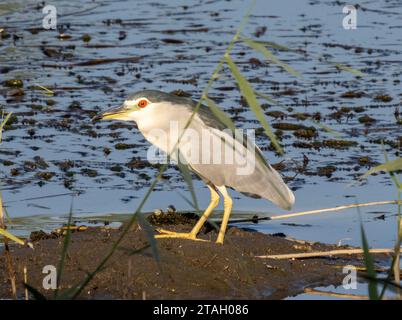 Schwarzkronen-Nachtreiher (Nycticorax nycticorax) oder Schwarzkappen-Nachtreiher, Nilfluss, Luxor, Ägypten Stockfoto