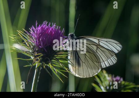Schwarz geäderter weißer Schmetterling, Aporia crataegi, ernährt sich von einer Distel, hinterleuchtet. Stockfoto