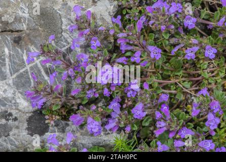 Alpines Basilikum-Thymian, Clinopodium alpinum in Blüte am Kalksteinhang, Pyrenäen. Stockfoto