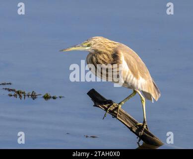 squacco Reiher, Ardeola ralloides, Nil River, Luxor, Ägypten Stockfoto