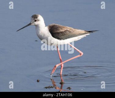 Schwarzflügelpfahl (Himantopus himantopus), Nil, Luxor, Ägypten Stockfoto