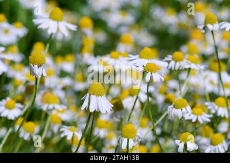 Matricaria chamomilla, Kamille, Gänseblümchen-ähnliche Blüten mit weißen Blüten und gelben Zentren Stockfoto