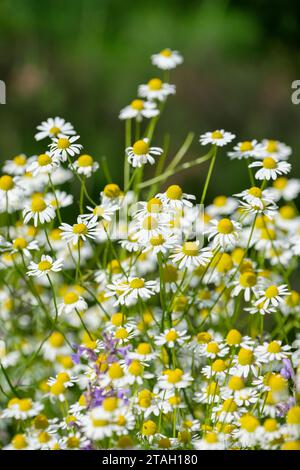 Matricaria chamomilla, Kamille, Gänseblümchen-ähnliche Blüten mit weißen Blüten und gelben Zentren Stockfoto