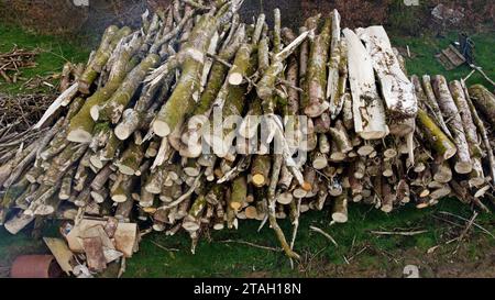 Drohnenfoto von Eschenenstämmen und Holzhaufen auf einem Feld nach dem Fällen in Carmarthenshire, West Wales, Großbritannien. März 2023 Stockfoto