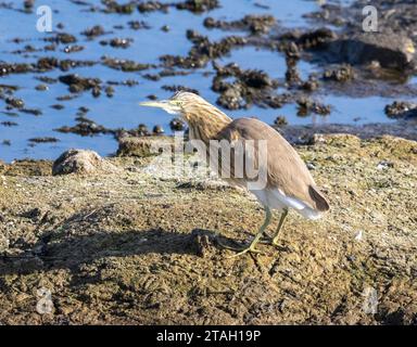squacco Reiher, Ardeola ralloides, Nil River, Luxor, Ägypten Stockfoto