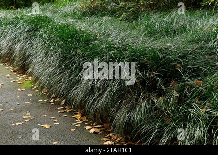 Ophiopogon bodinieri, grünes Mondo-Gras, Affengras Stockfoto