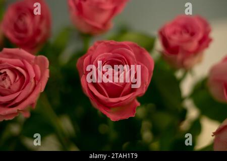 Rosafarbene Rosen in sanfter Farbe. Mit verschwommenem Hintergrund. Wunderschöne, frisch blühende Blumenrosen, Sprührosen. Blüte in Vasen und Eimern. Stockfoto